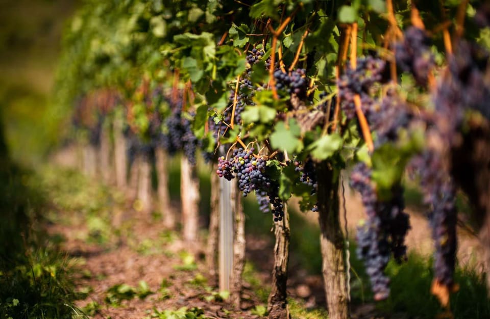 Row of a vineyard